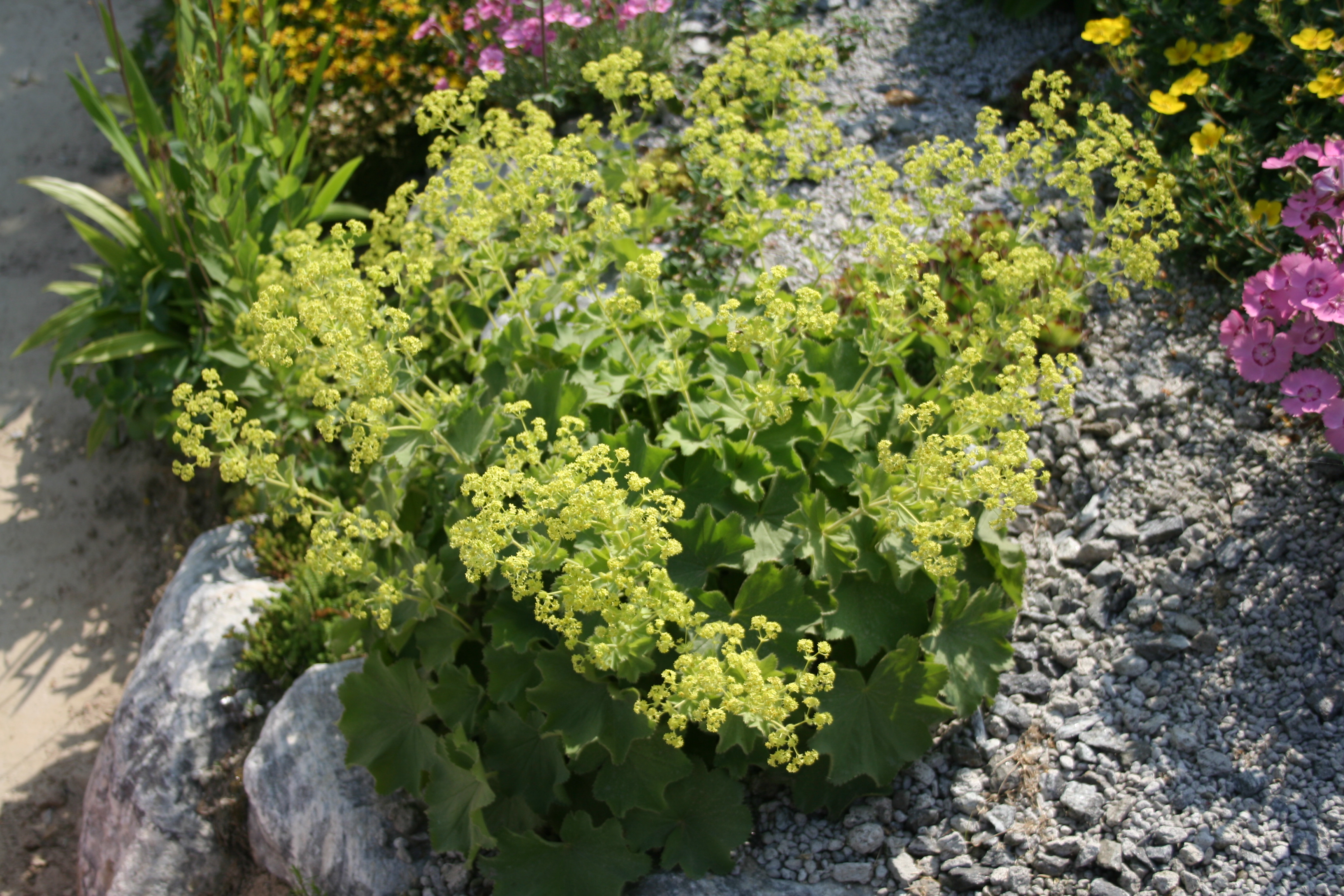 Alchemilla molli